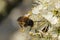 Closeup on a male Grey-gastered mining bee, Andrena tibialis, drinking nectar from a white Blackthorn flower