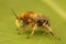 Closeup on a male hairy little flower bee , Anthophora bimaculata