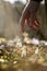 Closeup of male hand reaching down to touch a delicate first spring snowdrop flower