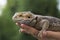 Closeup of a male iguana