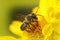 Closeup on a male leafcutter solitary bee, Megachile, drinking nectar form a yellow Helenium flower