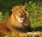 Closeup of a male Lion