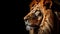 Closeup of a male lions head on black background created with Generative AI