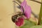 Closeup on a male Longhorn solitary bee, Eucera, sipping nectar from a pink Lathyrus flower