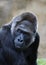 Closeup of Male Lowland Gorilla