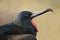 Closeup of a Male Magnificent Frigatebird - Galapagos Islands