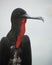 Closeup of a Male Magnificent Frigatebird - Galapagos Islands