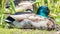 Closeup of a male mallard duck with iridescent green head - taken in the Wood Lake Nature Center in Minnesota