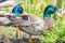 Closeup of a male mallard duck with iridescent green head - taken in the Wood Lake Nature Center in Minnesota