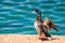 Closeup of a male mallard spreading its wings on the shore of the lake under the sunlight