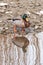 Closeup of a male mallard wading in mud at Les Grangettes Natural Reserve, Villeneuve, Switzerland