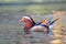 Closeup male mandarin duck