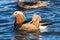 A closeup of a male Mandarine duck in  Burnaby lake.