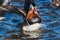 A closeup of a male Mandarine duck in  Burnaby lake.