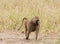 Closeup of Male Olive Baboon