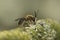 Closeup on a male Orange tailed mining bee, Andrena haemorrhoa, sitting on a lichen covered twig