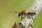 Closeup on a male Orange tailed mining bee, Andrena haemorrhoa, sitting on a lichen covered twig