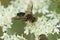 Closeup on a male Pale-saddled Leucozona glaucia, male sitting on white Hogwed flowers