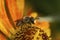 Closeup on a male Patchwork leafcutter bee, Megachile centuncula