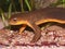 Closeup on a male, poisonous Californian Rough skinned newt, Taricha granulosa