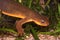 Closeup on a male, poisonous Californian Rough skinned newt, Taricha granulosa