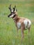 Closeup of a male Pronghorn antelope