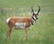 Closeup of a male pronghorn antelope