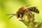 Closeup on the male of the red bartsia bee, Melitta tricincta