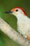 Closeup of Male Red bellied Woodpecker