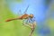 Closeup of a male red colored Ruddy darter Sympetrum sanguineum