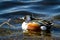 Closeup of a male shoveler duck swimming on a lake