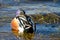 Closeup of a male shoveler duck swimming on a lake