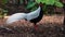 Closeup of a male silver pheasant looking around, tropical bird specie from Asia