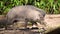 Closeup of a male visayan warty pig walking by, critically endangered animal specie from the philippines