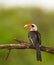 Closeup of a male Von der Decken`s Hornbil