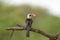 Closeup of a male Von der Decken`s Hornbill