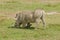 Closeup of male Warthog in Ngorongoro