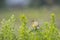 Closeup of a male western yellow wagtail bird Motacilla flava singing