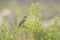 Closeup of a male western yellow wagtail bird Motacilla flava singing