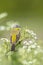 Closeup of a male western yellow wagtail bird, Motacilla flava, singing