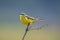 Closeup of a male western yellow wagtail bird Motacilla flava singing