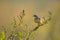 Closeup of a male western yellow wagtail bird Motacilla flava singing