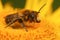 Closeup on a male Willughby's leafcutter bee, Megachile willughbiella sitting on a yellow Inula flower