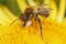 Closeup on a male Willughby's leafcutter bee, Megachile willughbiella on a yellow Inula