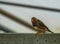 Closeup of a male zebra finch sitting on a metal beam in the aviary, tropical bird from Australia