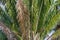 Closeup of malele a.k.a. Kwango giant cycad Encephalartos laurentianus, native to northern Angola and southern Congo