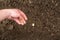 Closeup of a males hand planting broad bean