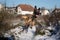 Closeup of a Malinois dog jumping happily in a field covered in the snow on a sunny day