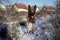 Closeup of a Malinois dog jumping happily in a field covered in the snow on a sunny day