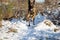 Closeup of a Malinois dog jumping happily in a field covered in the snow on a sunny day